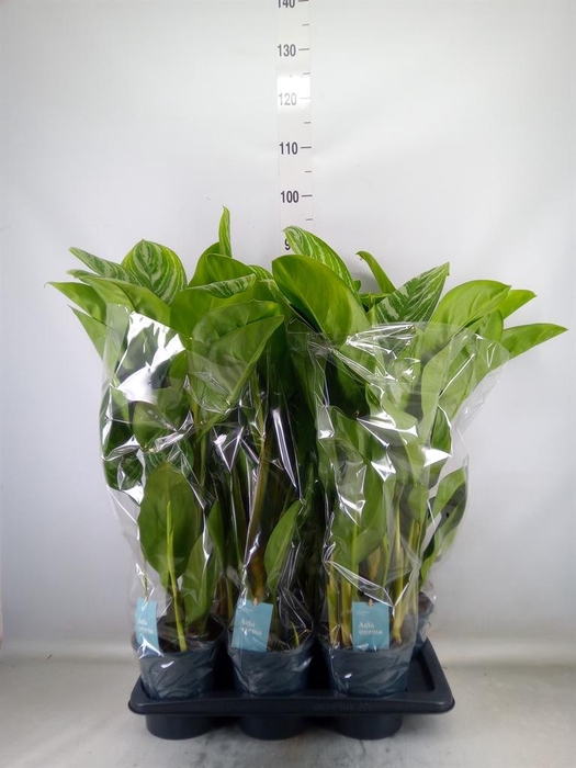 <h4>Aglaonema  'Stripes'</h4>