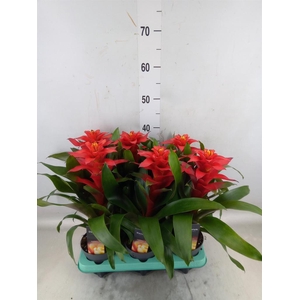 Guzmania  'Optima'