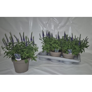 VERO SP ANNIVERS BL