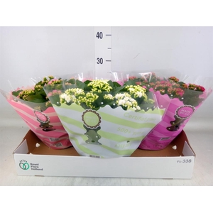 Kalanchoe blos.   ..rosebud mix  5