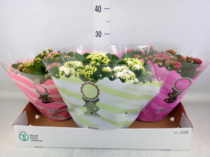 <h4>Kalanchoe blos.   ..rosebud mix  5</h4>