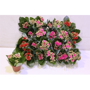 arr8 Kal Ge Ro Gem 3 Kl