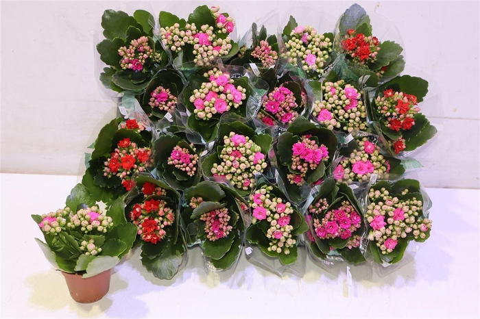 <h4>arr8 Kal Ge Ro Gem 3 Kl</h4>