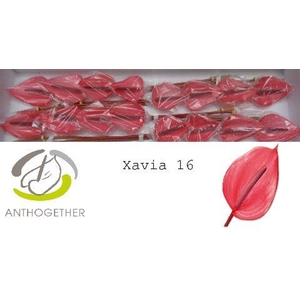 Anthurium andr. 'Xavia'