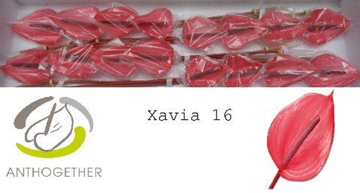 <h4>Anthurium andr. 'Xavia'</h4>