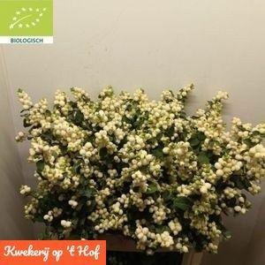 <h4>SYMPHO MAG LEMO LIME</h4>