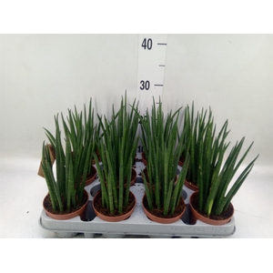 Sansevieria bacularis
