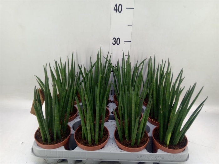 <h4>Sansevieria bacularis</h4>
