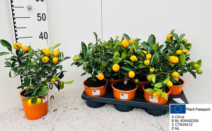 <h4>CITR MICROCARPA</h4>