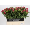Paeonia Belgravia