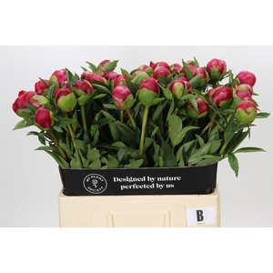 Paeonia Belgravia