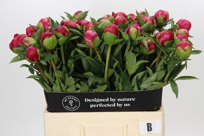 Paeonia Belgravia