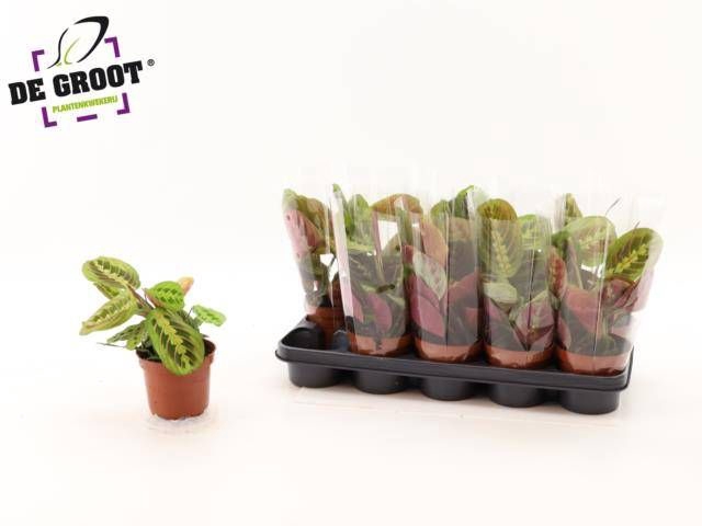 <h4>MARANTA FASCINATOR</h4>