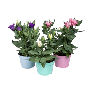LISIANTHUS P13
