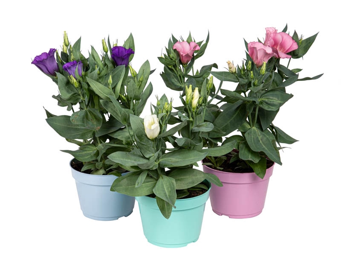 LISIANTHUS P13