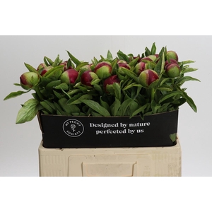 Paeonia Red Charm