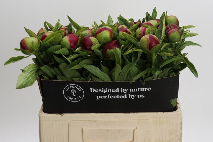 <h4>Paeonia Red Charm</h4>