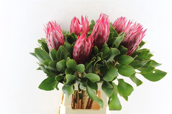 <h4>Protea Cy Madiba</h4>