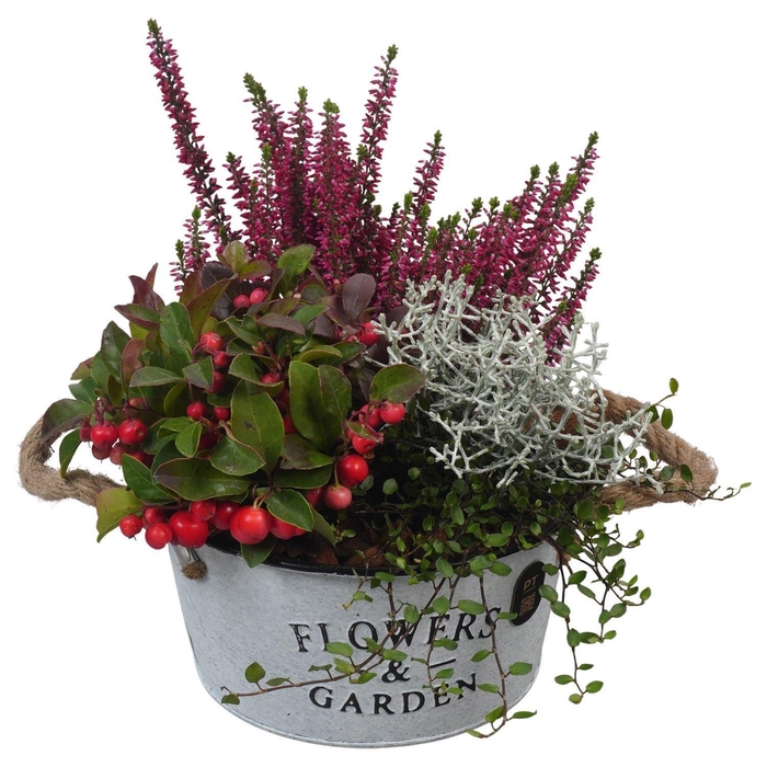 <h4>Arr.   Tuinplanten L%</h4>