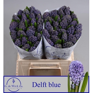 HYAC DELFT BLUE