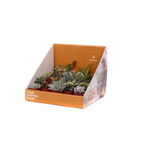Succulent mix 5,5 cm in showdoos your lifetime plant