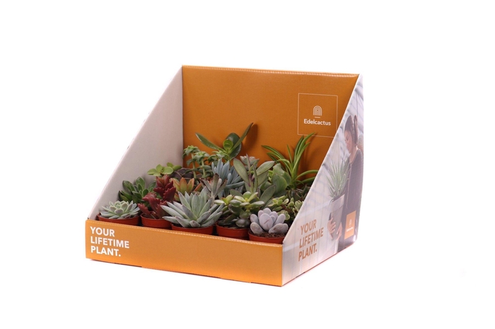 <h4>Succulent mix 5,5 cm in showdoos your lifetime plant</h4>