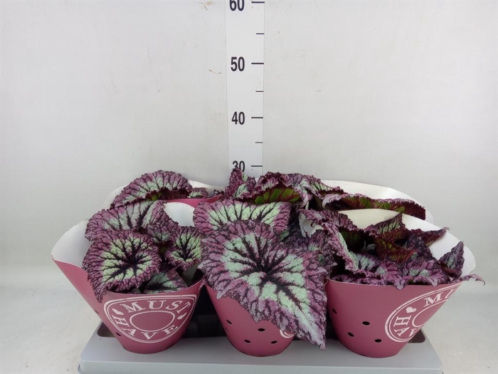 <h4>Begonia BD   ...</h4>