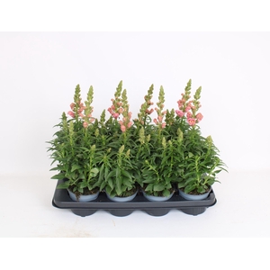 Antirrhinum majus overig