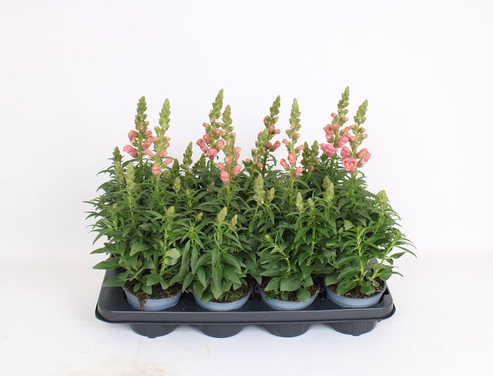 <h4>Antirrhinum majus overig</h4>