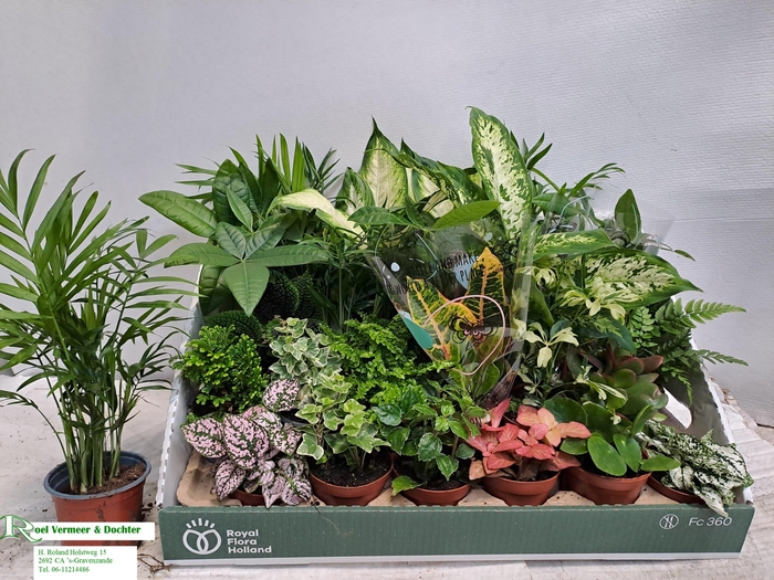 <h4>KAMERPL GEM OV</h4>