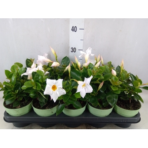 Mandevilla  'Sundavil White'