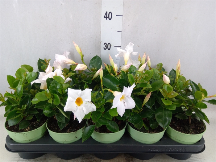 <h4>Mandevilla  'Sundavil White'</h4>