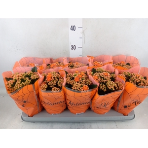 Kalanchoe blos. 'Perfecta Orange'