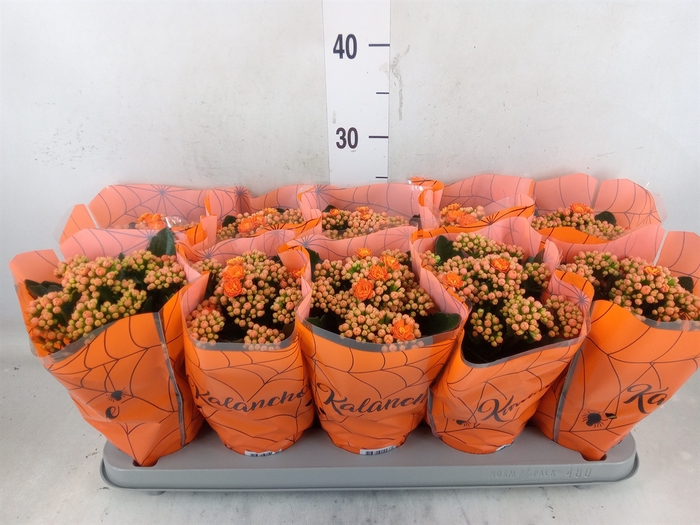 <h4>Kalanchoe blos. 'Perfecta Orange'</h4>