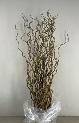 <h4>Corylus (1-jarig)</h4>