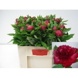 PAEO RED CHARM