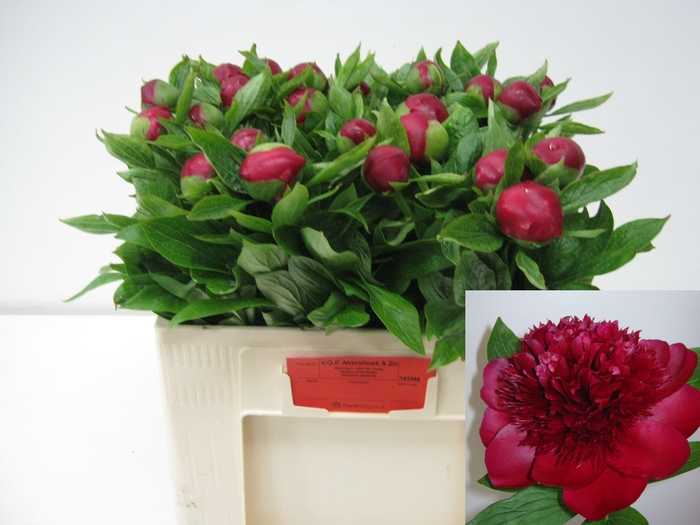 <h4>PAEO RED CHARM</h4>