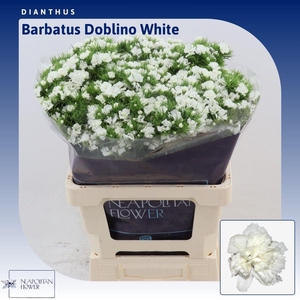 Dianthus barbatus Doblino White