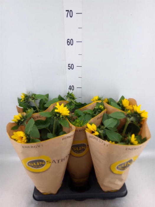 <h4>Helianthus an. 'Sunsation'</h4>