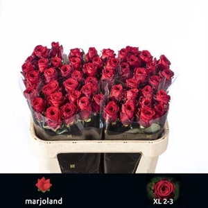 Rosa grootbloemig Red Naomi!
