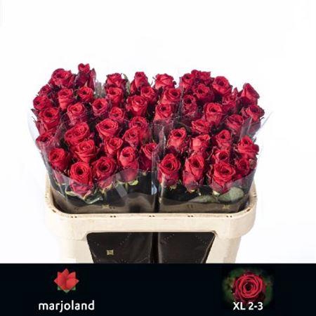 <h4>Rosa grootbloemig Red Naomi!</h4>