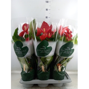 Anthurium andr. 'Melodia'