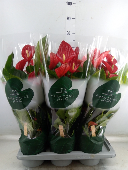 <h4>Anthurium andr. 'Melodia'</h4>