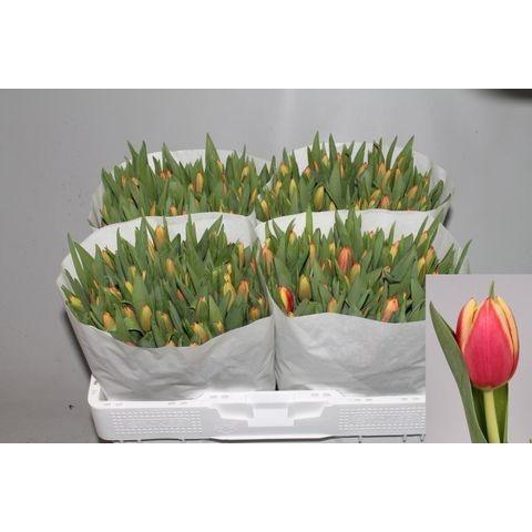 <h4>TU EN LEEN VD MARK</h4>