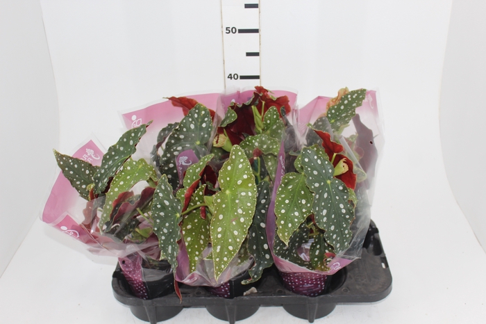 <h4>BEGONIA MACULATA P13 PO</h4>