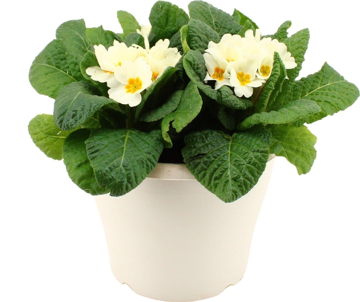 <h4>Primula Acaulis in Wit 19 cm patio pot</h4>