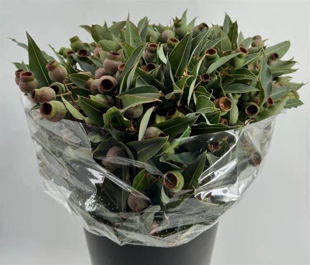 <h4>EUCA ROBUSTA GIANT BALLS*</h4>