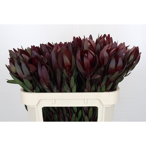 Leucadendron Saf Sunset Dark Red