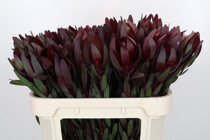 <h4>Leucadendron Saf Sunset Dark Red</h4>