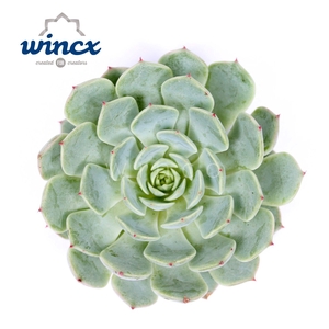 Echeveria Derenbergii Blue Cutflower Wincx-5cm